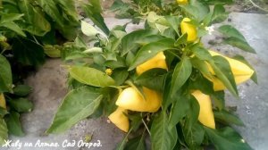 УДИВИЛИ УРОЖАЙНОСТЬЮ ПЕРЦЫ НА ПЛЁНКЕ