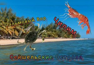 РР3 Фарм наживки (Креветка) Чилим Пальмовый Вор