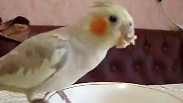 Самка кореллы кушает пшеничную кашу