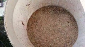 Секрет выращивания опарыша.