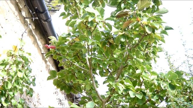 Magnolia Black Tulip. Seeds. Seed pod. смотреть онлайн