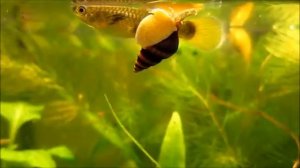 Улитка Хелена Anentome helena