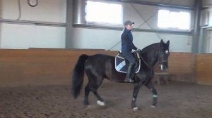 НА ПЕРЕХОДЕ С ГАЛОПА В РЫСЬ ЛОШАДЬ ВЫДИРАЕТ ГОЛОВУ