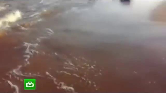 Индия. Киты выбросились на берег. Животные из семейства полосатиков. Новости мира сегодня.