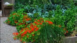 ❀ Начинающим садоводам: 17 легких цветов  в выращивании