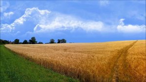Русская народная песня "Не одна во поле дороженька..."