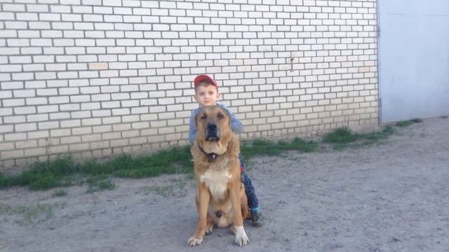 Кирюха и Алмос. Этот Афганец был настоящим другом моему сыну, хотя и появился в нашем доме только в смотреть онлайн