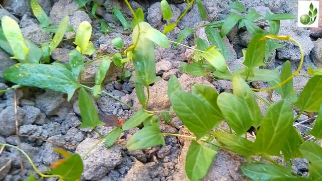 Convolvulus arvensis || LOCAL NAME || FLOWERING SEASON || смотреть онлайн