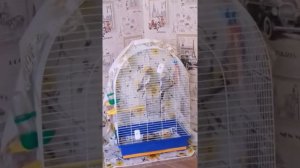 Мои корелы ...девочка поет красиво