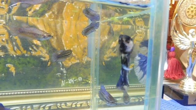 ПРОДАЮ ПЕТУШКОВ ХАЛФМУН + СОМ ВУАЛЬ СУПЕР РЕД #ПРОДАЮАКВАРИУМНЫХРЫБОК ( ПИТОМНИК "МАРИ МИСТИК" ) смотреть онлайн