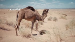 DESERT ROSE / Algeria(yell vidéos official)