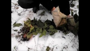 Подготовка к зиме ремонтантной ежевики Черная Магия