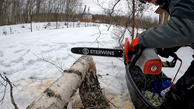 Берёзовая резня электропилой. Пила Sterwins 2400 Вт пилит берёзы на участке как по маслу.