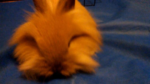 Baby Bunny Rupert Eats A Sprig Of Parsley смотреть онлайн