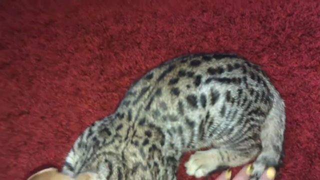 Бакс. Саванна ф5. Элитная кошка смотреть онлайн