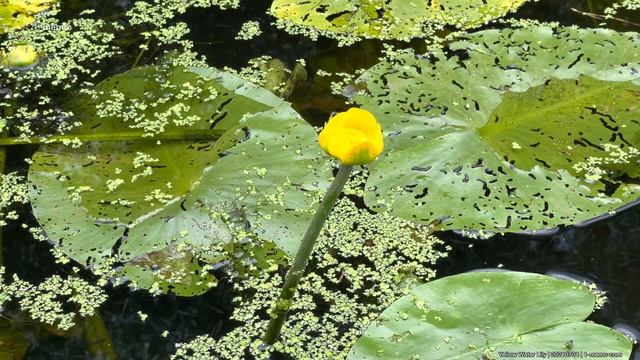 Yellow Water Lily | 20210704 смотреть онлайн