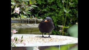 Blackbird in pictures - Panasonic Lumix DMC-FZ 150