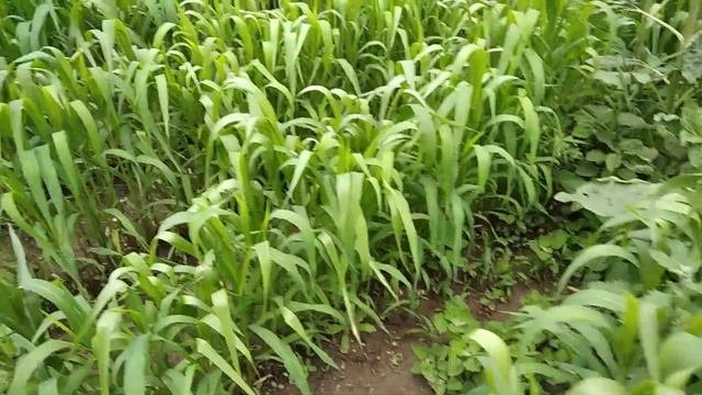 Выращиваю чумизу для попугаев. смотреть онлайн