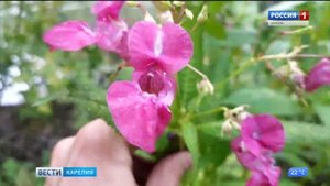 Карелия и Финляндия работают над совместным исследованием растений-вредителей