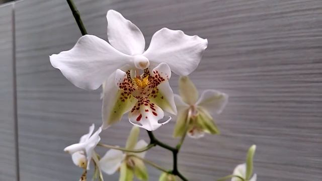 Stuartiana × sib 19.01.21 смотреть онлайн