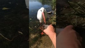 Аист ест рыбу с рук! Как такое может быть?