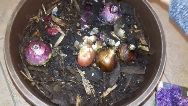 INDOOR HYACINTHS DELFT BLUE,INDOOR PAPERWHITES ZIVA CWB смотреть онлайн