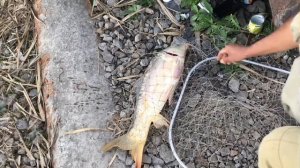 Рыбалка на карпа на поплавок и макуху.Вечерний бонус в виде приличного зеркального карпа.