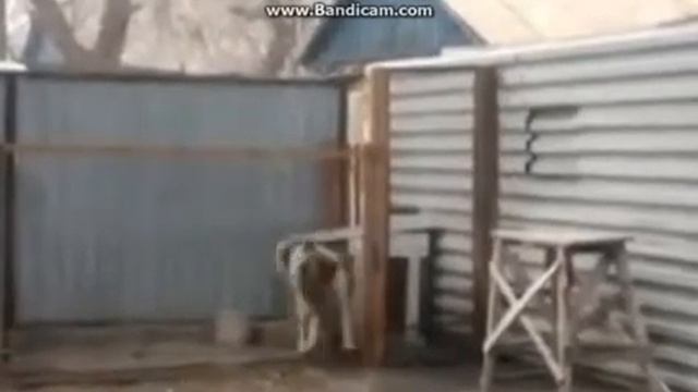 Dog Dancer-Jason Rivas, Daniel Zueras Erase Una Vez (Обработка видео Tony van Rave) смотреть онлайн