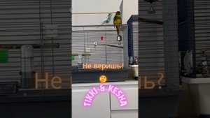 Как вместе живут попугаи какарик и волнистый в одной клетке #попугаи