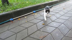 КОТ МАЛЫШ И КОШЕЧКА МУРКА идут в КОШАЧЬЮ ШКОЛУ ! УРОКИ для котов НОВЫЙ ЧЕЛЛЕНДЖ для  котенка