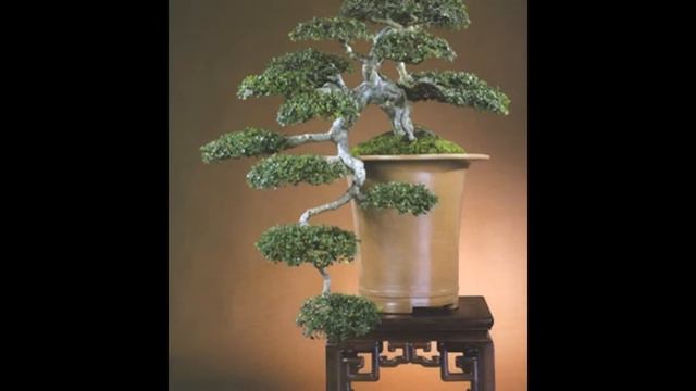Kengai or Cascade Bonsai