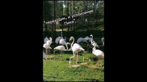 РЕАКЦИЯ 13 КАРТ НА ГАЛЕРЕЮ АВТОРА!!! / ШИП ПИКОЗОНТ💜💙!!! / Автора убили☠️