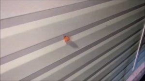 Медведица-кайя. Ночной мотылек оранжевого цвета. Arctia caja.