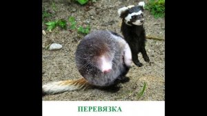 Животные Саратовской области