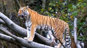 Учим Животных на английском, Корова, Динозавр, Слон, Собака, Свинья, Развивающие Мультики для Детей