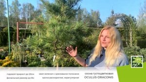 Сосна густоцветковая Окулус Драконис: необычное хвойное для японского сада