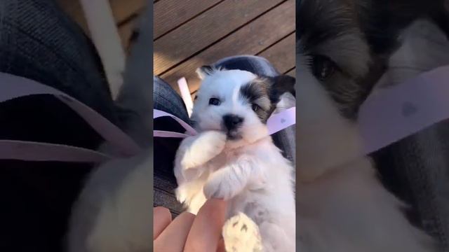 One month old maltese shitzu puppy