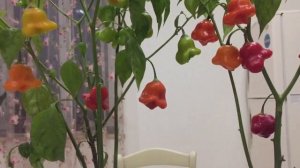 Посейте семена уникального перца «Колокольчик» или «Корона епископа» для вашего здоровья.