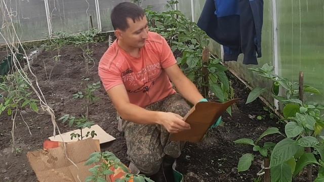 Доступное бюджетное мульчирование грядок! Без травы, соломы и укрывного  материала!