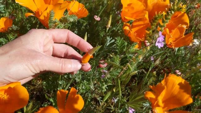 Today's "Featured Plant of the Day": California Poppy! (Eschscholzia californica) смотреть онлайн
