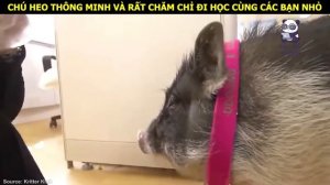 Cảm động trước hình ảnh chuột túi mẹ dũng cảm bảo vệ chuột túi con || Review Con Người và Cuộc Sống