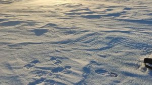 Проверка льда в Онежском озере и поиск окуня. 2024.