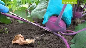 Первый урожай с полей: Белокочанная капуста и кольраби