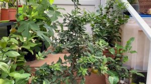 Чинотто - неприхотливый цитрус . Киевская обл .