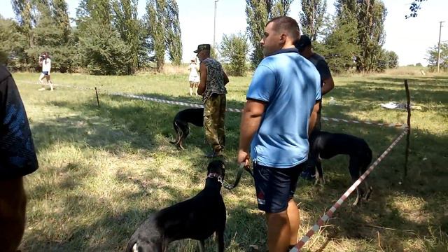 Выставка борзых собак 1часть (хортая борзая, младшая и старшая группа)