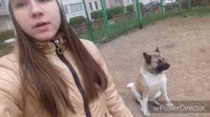 Все самое нужное об Американских Акитах