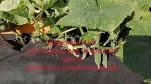 Мега урожайный огурец, "Деревенский" сорт для открытого грунта.