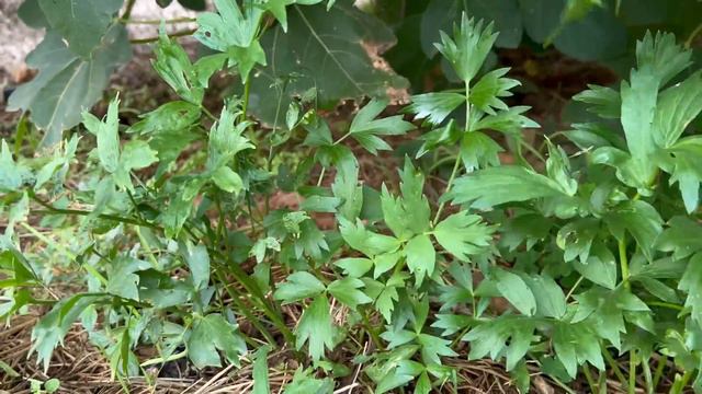 CIORBA de CARTOFI cu BORS 👉VEGAN смотреть онлайн