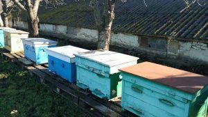 Облёт пчел! Как защитить пчел зимой от мышей