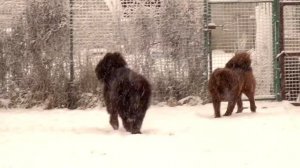 Тибетские мастифы